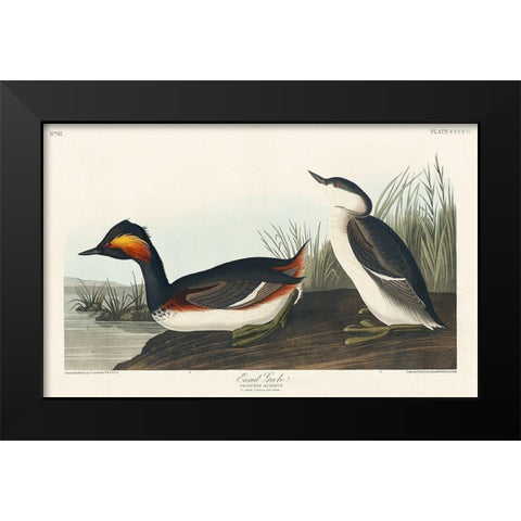 Eared Grebe Black Modern Wood Framed Art Print by Audubon, John James