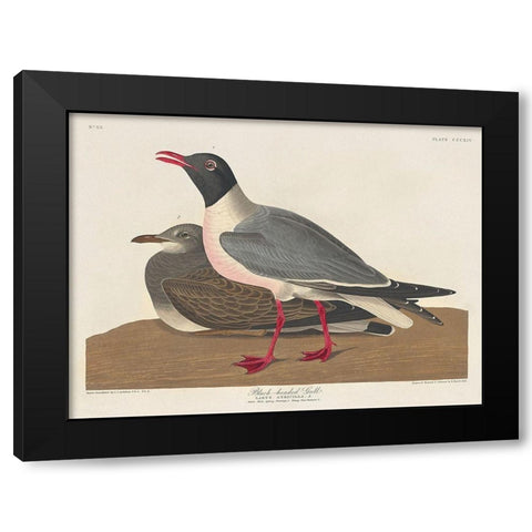 Black-headed Gull Black Modern Wood Framed Art Print with Double Matting by Audubon, John James