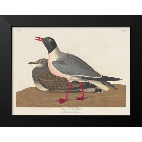 Black-headed Gull Black Modern Wood Framed Art Print by Audubon, John James