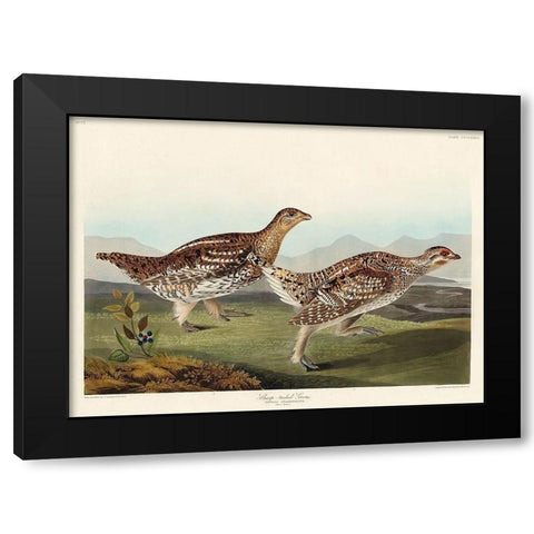 Sharp-tailed Grouse Black Modern Wood Framed Art Print by Audubon, John James