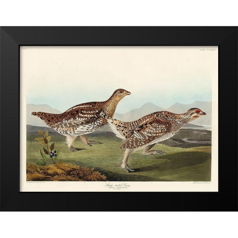 Sharp-tailed Grouse Black Modern Wood Framed Art Print by Audubon, John James