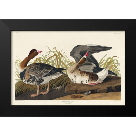White-fronted Goose Black Modern Wood Framed Art Print by Audubon, John James
