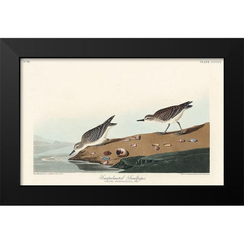 Semipalmated Sandpiper Black Modern Wood Framed Art Print by Audubon, John James