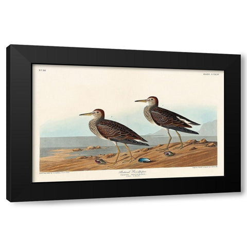 Pectoral Sandpiper Black Modern Wood Framed Art Print with Double Matting by Audubon, John James