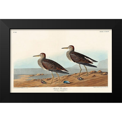Pectoral Sandpiper Black Modern Wood Framed Art Print by Audubon, John James
