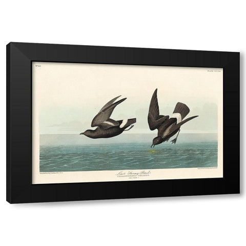 Least Stormy-Petrel Black Modern Wood Framed Art Print with Double Matting by Audubon, John James