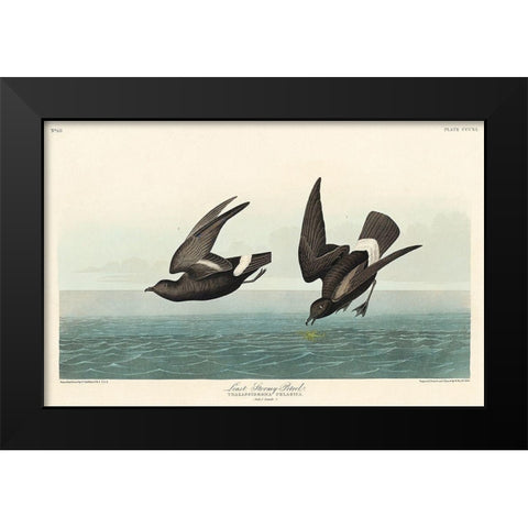Least Stormy-Petrel Black Modern Wood Framed Art Print by Audubon, John James