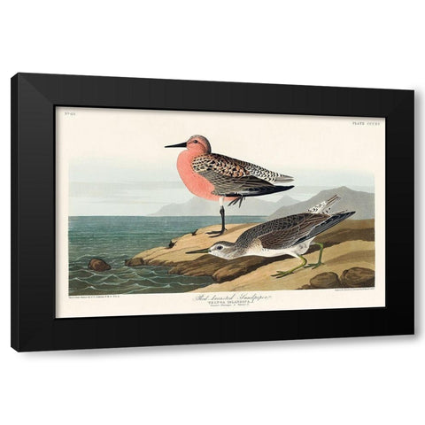 Red-breasted Sandpiper Black Modern Wood Framed Art Print by Audubon, John James