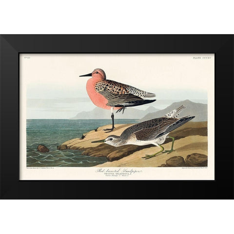 Red-breasted Sandpiper Black Modern Wood Framed Art Print by Audubon, John James