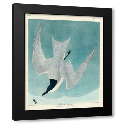 Marsh Tern Black Modern Wood Framed Art Print by Audubon, John James