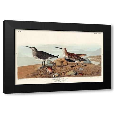 Red backed Sandpiper Black Modern Wood Framed Art Print with Double Matting by Audubon, John James