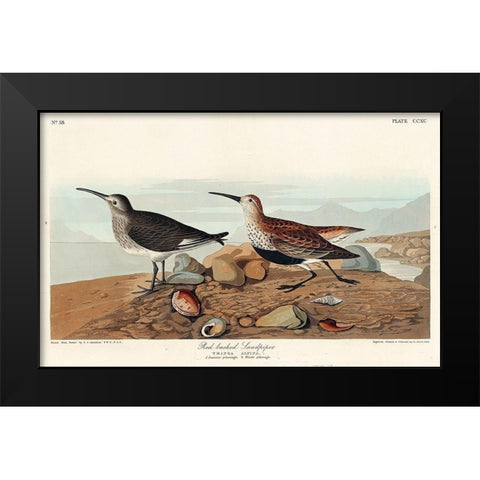 Red backed Sandpiper Black Modern Wood Framed Art Print by Audubon, John James