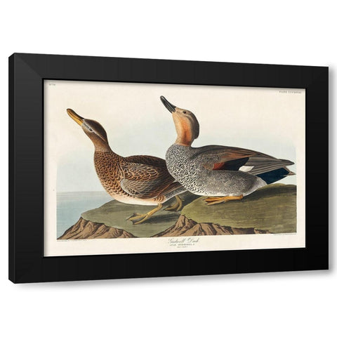 Gadwall Duck Black Modern Wood Framed Art Print by Audubon, John James