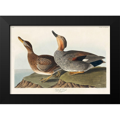 Gadwall Duck Black Modern Wood Framed Art Print by Audubon, John James