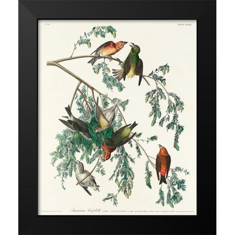 American Crossbill Black Modern Wood Framed Art Print by Audubon, John James