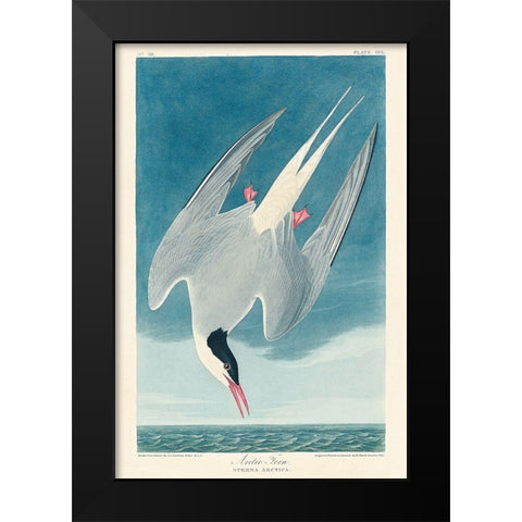 Arctic TernÂ  Black Modern Wood Framed Art Print by Audubon, John James