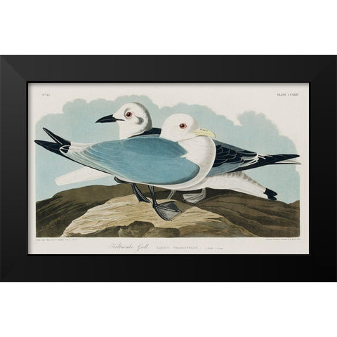 Kittiwake Gull Black Modern Wood Framed Art Print by Audubon, John James