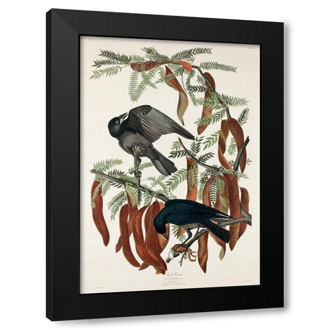 Fish Crow Black Modern Wood Framed Art Print by Audubon, John James