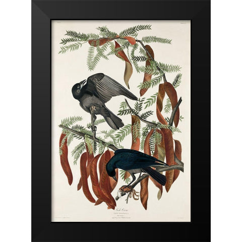 Fish Crow Black Modern Wood Framed Art Print by Audubon, John James