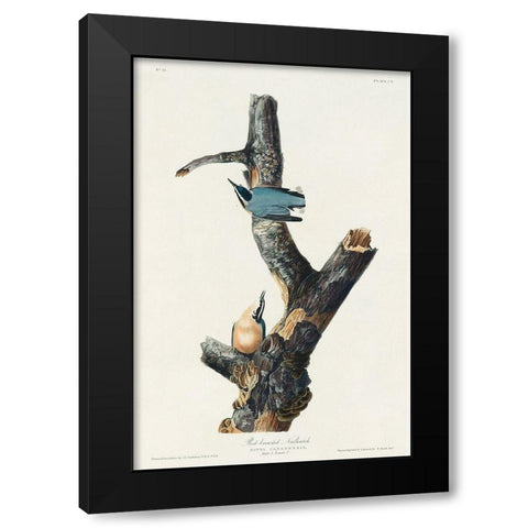 Red-breasted Nuthatch Black Modern Wood Framed Art Print by Audubon, John James