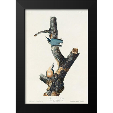 Red-breasted Nuthatch Black Modern Wood Framed Art Print by Audubon, John James