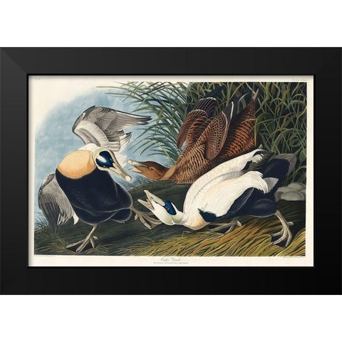 Eider Duck Black Modern Wood Framed Art Print by Audubon, John James