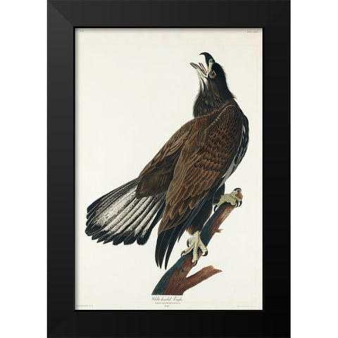 White-headed Eagle Black Modern Wood Framed Art Print by Audubon, John James