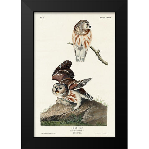 Little Owl Black Modern Wood Framed Art Print by Audubon, John James