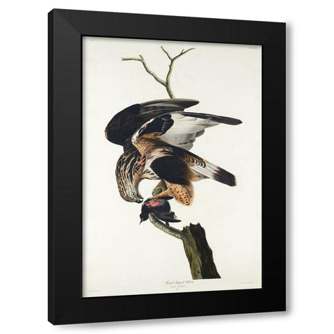 Rough-legged Falcon Black Modern Wood Framed Art Print by Audubon, John James