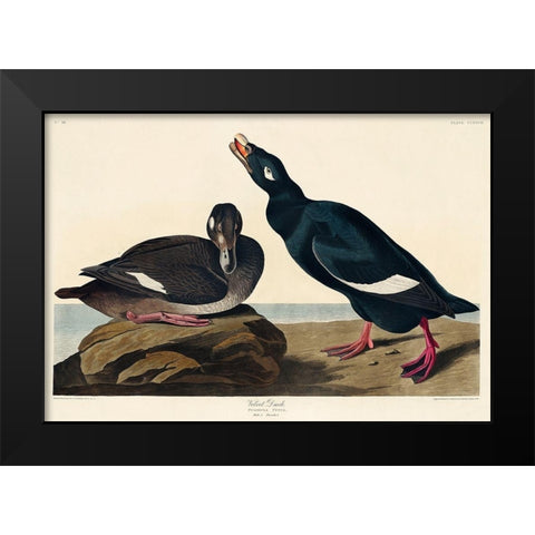 Velvet Duck Black Modern Wood Framed Art Print by Audubon, John James