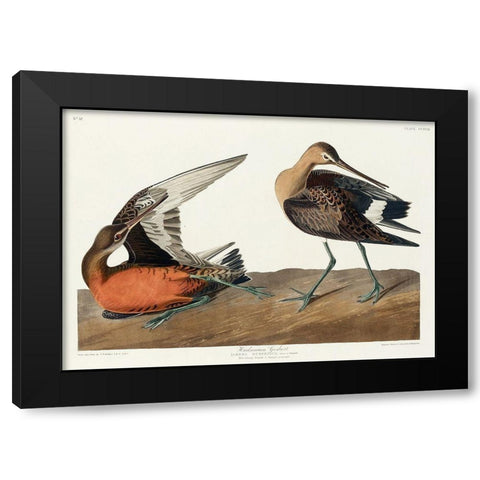 Hudsonian Godwit Black Modern Wood Framed Art Print with Double Matting by Audubon, John James