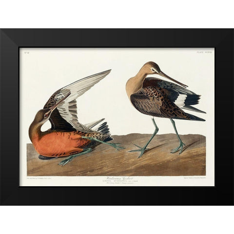 Hudsonian Godwit Black Modern Wood Framed Art Print by Audubon, John James