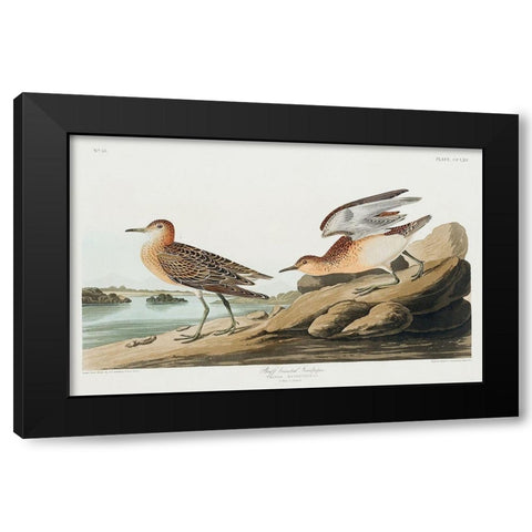 Buff breasted Sandpiper Black Modern Wood Framed Art Print with Double Matting by Audubon, John James