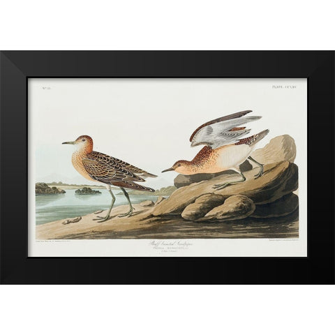 Buff breasted Sandpiper Black Modern Wood Framed Art Print by Audubon, John James