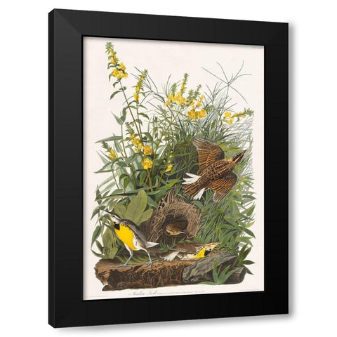 Meadow Lark Black Modern Wood Framed Art Print by Audubon, John James