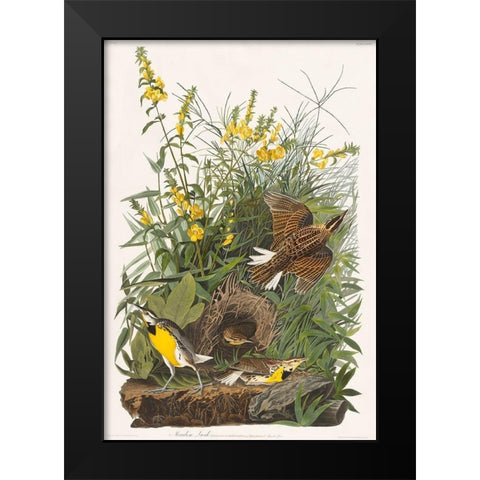 Meadow Lark Black Modern Wood Framed Art Print by Audubon, John James