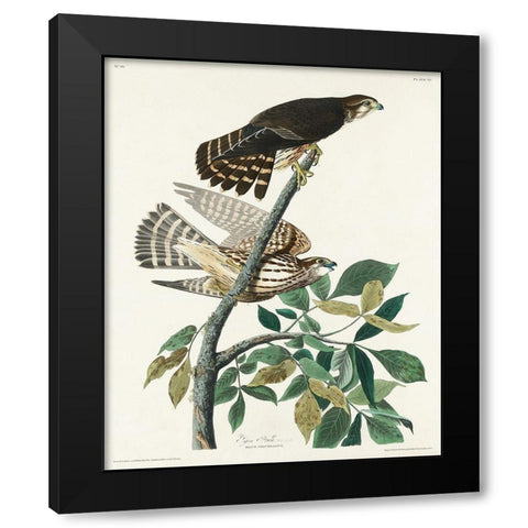Pigeon Hawk Black Modern Wood Framed Art Print by Audubon, John James