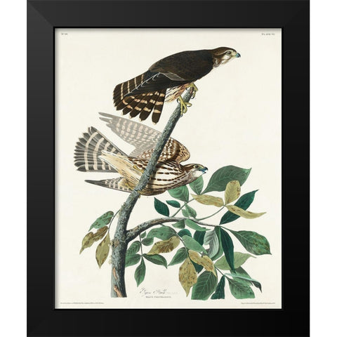 Pigeon Hawk Black Modern Wood Framed Art Print by Audubon, John James