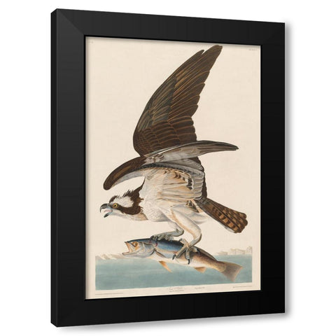 Fish Hawk, or Osprey Black Modern Wood Framed Art Print with Double Matting by Audubon, John James