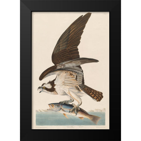 Fish Hawk, or Osprey Black Modern Wood Framed Art Print by Audubon, John James
