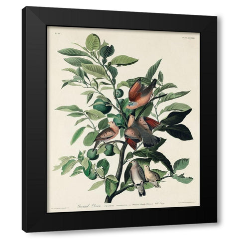 Ground Dove Black Modern Wood Framed Art Print by Audubon, John James