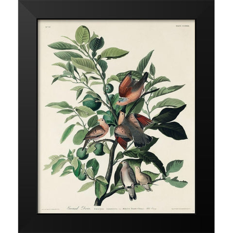 Ground Dove Black Modern Wood Framed Art Print by Audubon, John James
