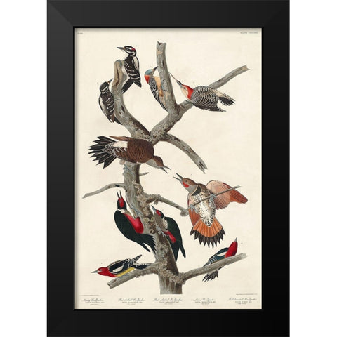Hairy Woodpecker, Red-bellied Woodpecker, Red-shafted Woodpecker, Lewis Woodpecker and Red-breasted  Black Modern Wood Framed Art Print by Audubon, John James