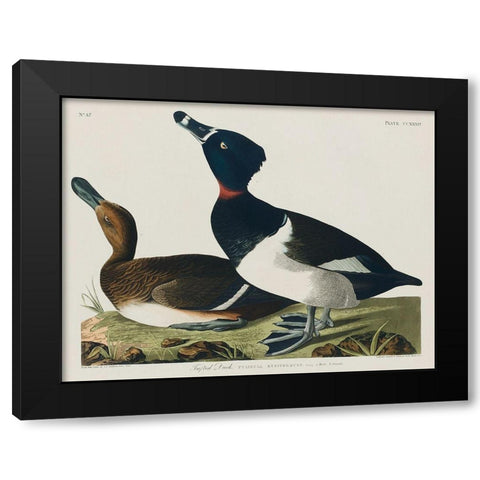 Ring-necked Duck Black Modern Wood Framed Art Print by Audubon, John James