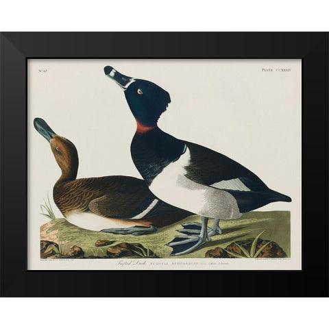 Ring-necked Duck Black Modern Wood Framed Art Print by Audubon, John James