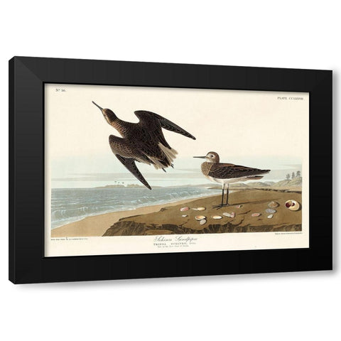 Schinzs Sandpiper Black Modern Wood Framed Art Print with Double Matting by Audubon, John James