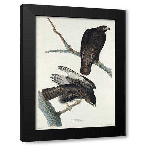 Black Warrior Black Modern Wood Framed Art Print by Audubon, John James