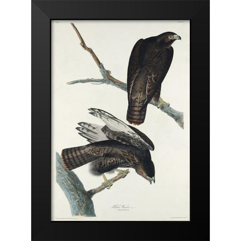 Black Warrior Black Modern Wood Framed Art Print by Audubon, John James