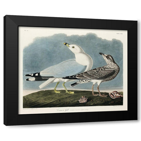 Common American Gull Black Modern Wood Framed Art Print with Double Matting by Audubon, John James