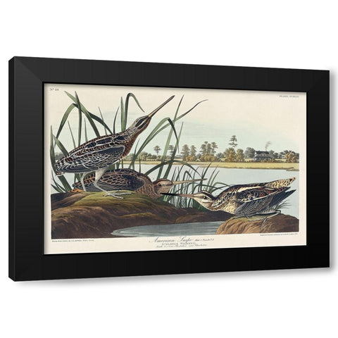 American Snipe Black Modern Wood Framed Art Print by Audubon, John James